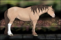 Horse Color:Amber Champagne 