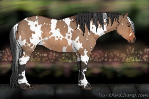 Horse Color:White Spotted Brown Dun 
