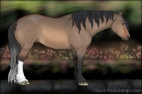 Horse Color:Bay Dun 