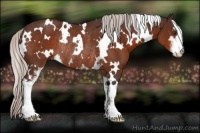 Horse Color:White Spotted Silver Brown Sabino Rabicano 