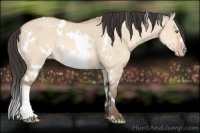 Horse Color:White Spotted Amber Champagne Dun 