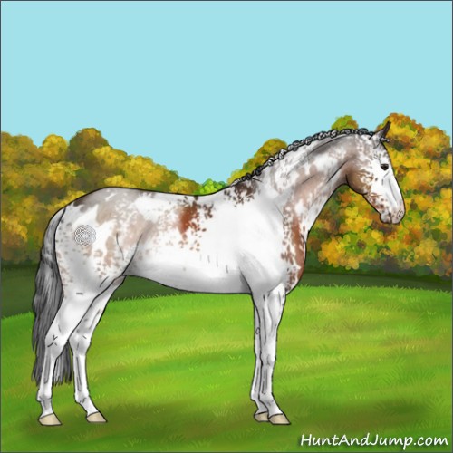 Horse Color:White Spotted Brown 
