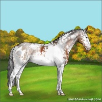 Horse Color:White Spotted Brown 