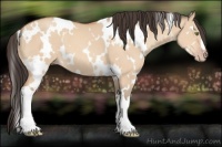 Horse Color:White Spotted Amber Champagne Dun 