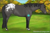 Horse Color:Black Appaloosa 