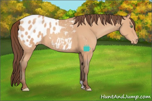 Horse Color:Amber Champagne Appaloosa 