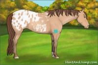 Horse Color:Amber Champagne Appaloosa 