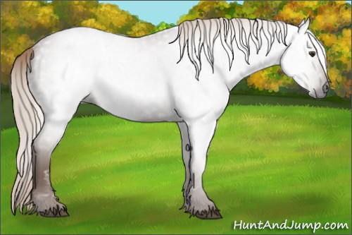 Horse Color:Gray Chestnut 