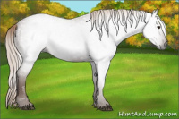 Horse Color:Gray Chestnut