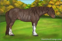 Horse Color:Liver Chestnut Rabicano  and Liver Chestnut Rabicano 