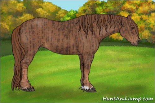 Horse Color:Liver Chestnut  and Chestnut 
