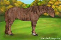 Horse Color:Liver Chestnut  and Chestnut 