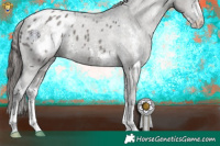 Horse Color:Grullo Sabino Appaloosa 
