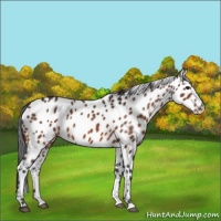 Horse Color:Bay Appaloosa 