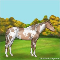 Horse Color:White Spotted Liver Chestnut Pearl 