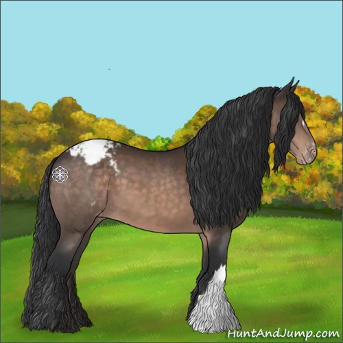 Horse Color:Brown Appaloosa 