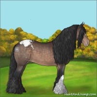 Horse Color:Brown Appaloosa 