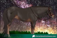 Horse Color:Liver Chestnut Rabicano 