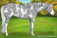 Horse Color:White Spotted Silver Grullo Chinchilla Ice Splash Rabicano 