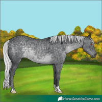 Horse Color:Silver Black Chinchilla 