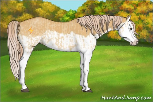 Horse Color:Palomino Dun Splash  and Palomino Dun Splash 