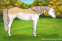 Horse Color:Palomino Dun Splash  and Palomino Dun Splash 