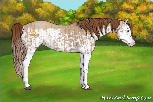 Horse Color:Red Dun Splash and Red Dun Splash