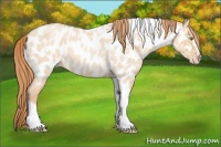 Horse Color:Gold Champagne Roan Dun Splash Tobiano Frame Appaloosa Rabicano 