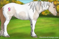 Horse Color:Grullo Ice Pearl Tobiano Appaloosa 
