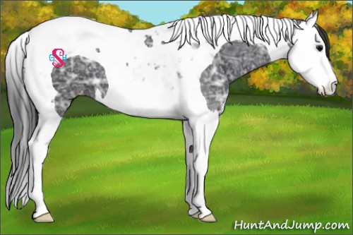 Horse Color:Black Ice Splash Tobiano Appaloosa