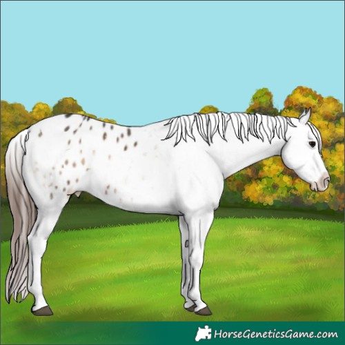 Horse Color:Brown Onyx Tobiano Appaloosa 