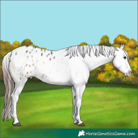 Horse Color:Brown Onyx Tobiano Appaloosa 