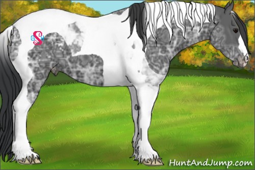 Horse Color:Black Ice Tobiano Appaloosa