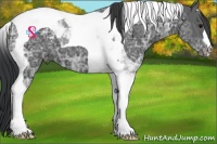 Horse Color:Black Ice Tobiano Appaloosa