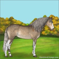 Horse Color:White Spotted Silver Buckskin Dun Rabicano