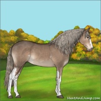 Horse Color:White Spotted Liver Red Dun Sabino 