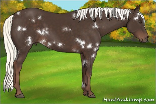 Horse Color:White Spotted Liver Chestnut Rabicano 
