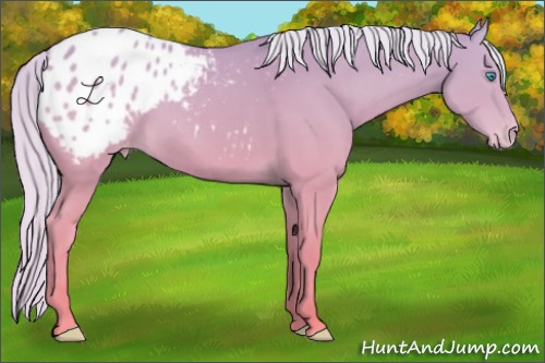 Horse Color:Cremello Sabino Appaloosa Rabicano 