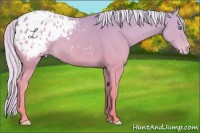 Horse Color:Cremello Sabino Appaloosa Rabicano 