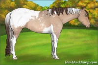 Horse Color:Amber Champagne Tobiano Snowcap Rabicano 