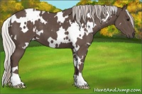 Horse Color:White Spotted Silver Black 