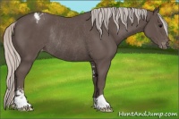 Horse Color:Silver Black Sabino Varnish Rabicano 