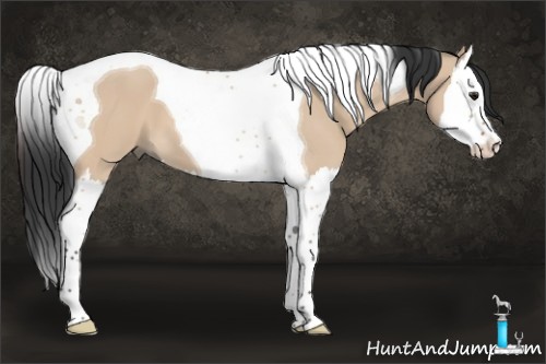 Horse Color:Brown Dun Splash Tobiano