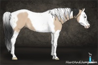 Horse Color:Brown Dun Splash Tobiano