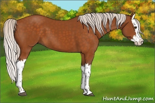 Horse Color:Silver Buckskin Splash 