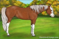 Horse Color:Silver Buckskin Splash