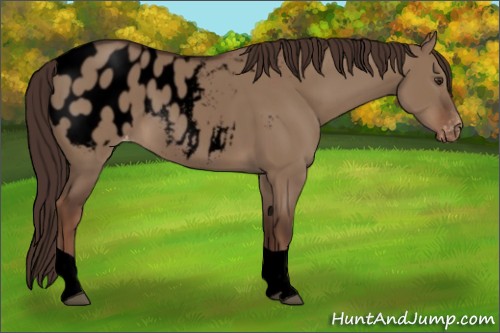 Horse Color:Void Liver Red Dun Tobiano Appaloosa Rabicano 