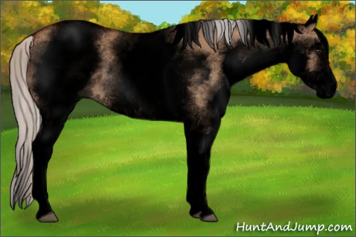 Horse Color:Void White Spotted Silver Bay Dun Rabicano