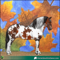 Horse Color:White Spotted Brown 