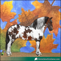 Horse Color:White Spotted Brown